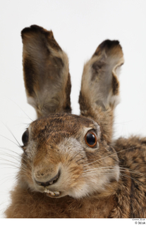 Hare  1 head 0014.jpg